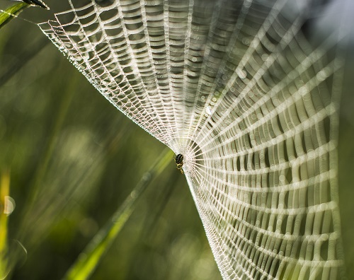 Building a BI Strategy: Taming Data to Gather Information Power