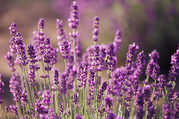 bigstock-Lavender-flowers-in-the-field-53284585