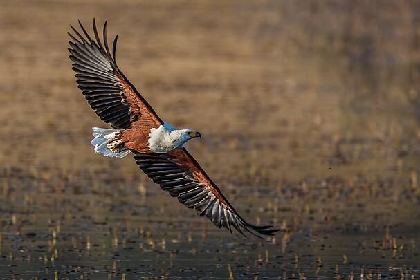 bigstock-Fish-Eagle-flyby-52935364