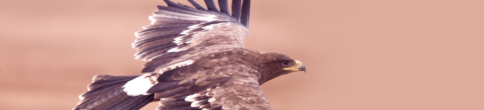banner_ERP