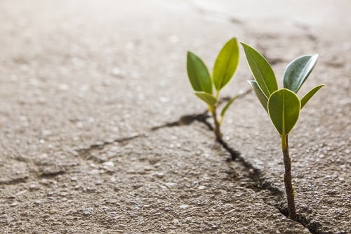 bigstock Weed Growing Through Crack In  43558837