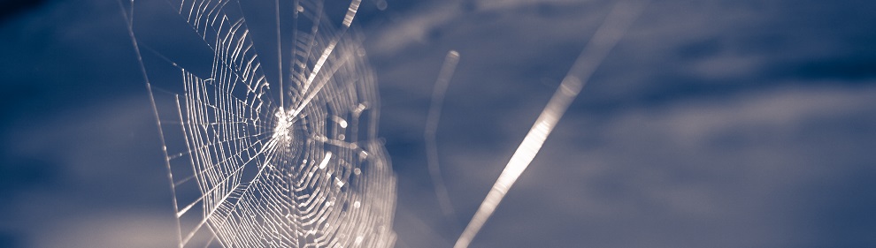 bigstock-Spider-Web-46848439