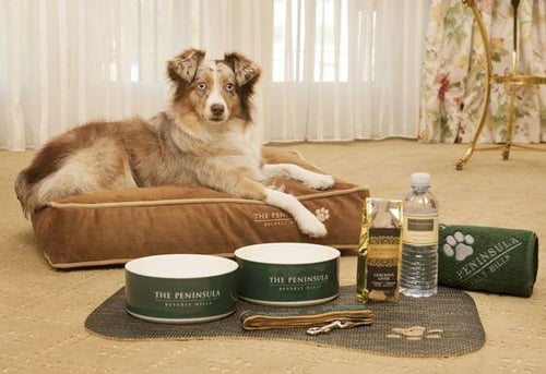 Paws On The Go: How Hotels Carter To The Pet Travel Boom