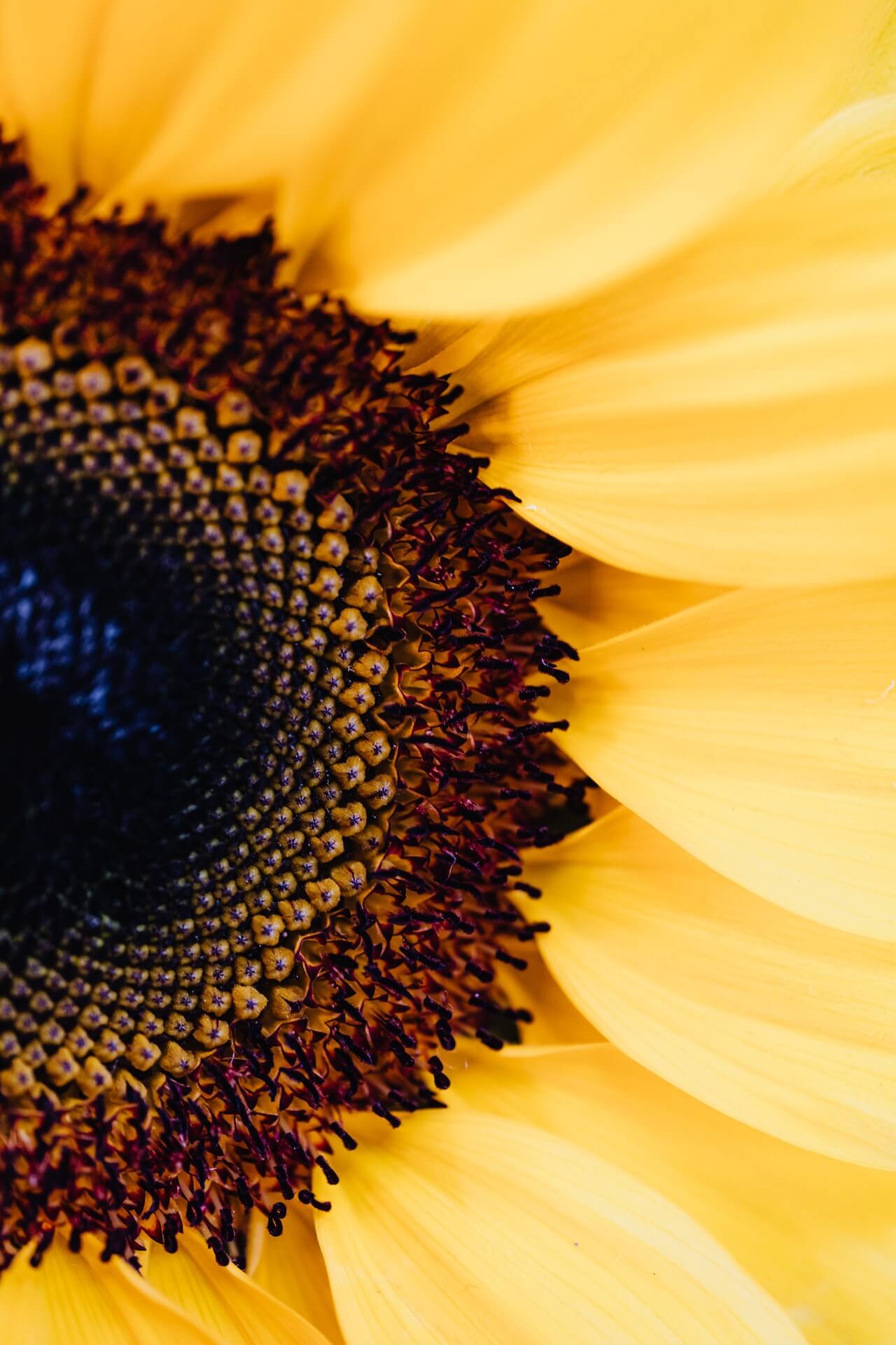 Subscribe to Infor SunSystems 7 SaaS news